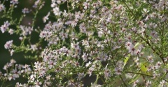 【ガーデニング】今シーズン最後の花々がまぶしくて！