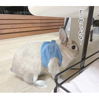 うさぎのルリ(10/21追記)