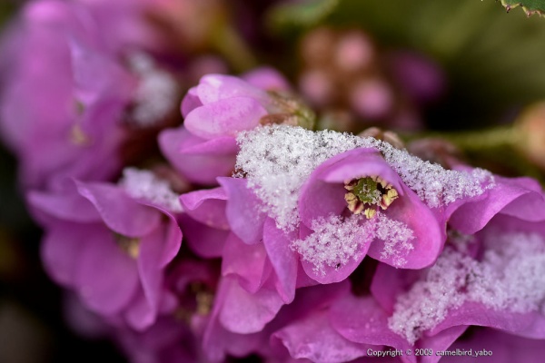 へなちょこ写真ブログ ヒマラヤユキノシタ