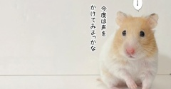 今日のプリン(9/6追記)