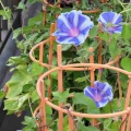 ベランダに咲く花