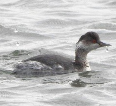 2026年1月20日の野鳥公園