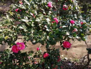 郊外のとてもよいところ