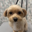 ⭐︎トリミング　山中⭐︎