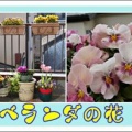 ベランダの花