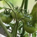 夏野菜が育つ♪