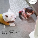 たかシェフのおうちごはん。と、白い犬。と、チワワ。
