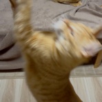 猫々