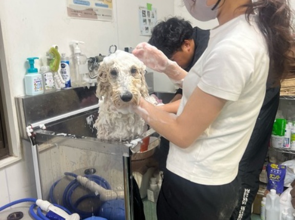 久しぶりのココちゃんトリミング👌💕💕