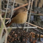 2025年12月19日の野鳥公園