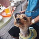シーパラの紫陽花へ行く🐬  シーパラランチ編