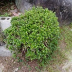戦いすんで日は暮れて　～アラフィフゲイの田園lifeときどき婚活(？)