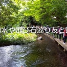 三島源兵衛川山行記（１５）三島源兵衛川から丸池公園を経て柿田川の湧水を巡る　歩く会に参加した　２０２６年６月１１日　三島市の源兵衛川から丸池公園、柿田川を散策する