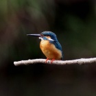 『投稿：BORG55FLによるカワセミ　2021/06/30』の画像