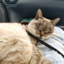 明けましておめでとうございます。