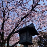 『安行寒桜満開』の画像