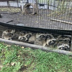 【画像】タヌキって飼えるの？