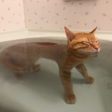 いい湯だニャ…　お風呂が大好きな猫、気持ち良すぎて浸かったまま寝落ちしてしまう（動画あり）