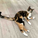 銃🐈‍⬛猫たちと家族の記録
