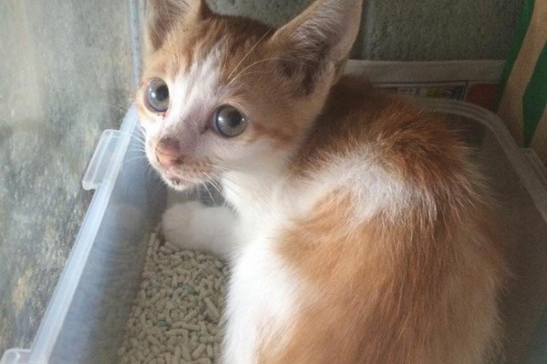 沖縄 野良猫ＴＮＲプロジェクト - 里親募集