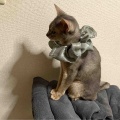 お風呂の出待ちしてくれるジャミちゃん