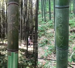 「ヒョンウ♡スビン」って誰？日本の観光名所、竹に名前を刻んだ韓国人＝韓国の反応