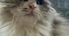じゃれ合い相手を探している猫と猫トイレのお話