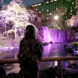 『【まだ間に合うお花見】ニューオータニの桜ライトアップ【着物散歩】』の画像