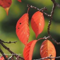 溜池の紅葉