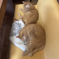 9年ぶりの日本に戸惑う人間と、チャリティーTシャツ＆ポロシャツ販売のお知らせ