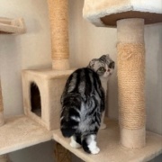 テレビが好きな猫と薬を飲まされるのが嫌いな猫