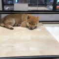 The 日本犬！