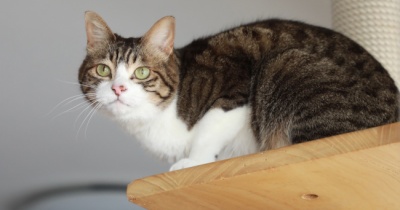 キャットタワーに戻る猫。