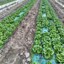 露地リーフレタスのトンネルを外しました