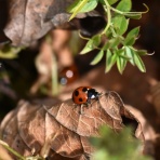 ピンちゃんのママのブログ