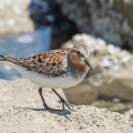 2026年5月13日の野鳥公園