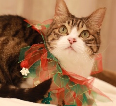 クリスマスの首飾りと猫ら。