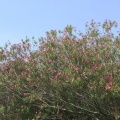 夾竹桃（キョウチクトウ）
