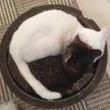 小箱と猫とチャレンジ精神
