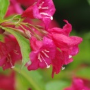 高原のウツギの花 ・バラエティに富んだ数々のウツギ類