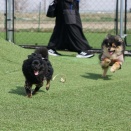 弥彦のDANAさんのドッグランとカフェ