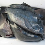 濱田渡船 愛媛県宇和島市 御五神