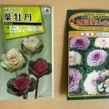 葉牡丹の種まき