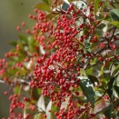 ★自愛とは冬の日向をゆく時間