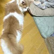 メルシーを迎えて変わったことと猫の魅惑的な足