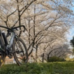 んっ？生存中 （ROAD BIKE ポタラ～）