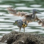Tokyo_wildbirdpark_blog