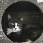 みにみゅう　猫の飼い主さん募集中　