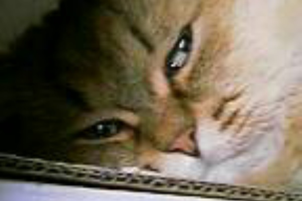 猫にごはん オードリー