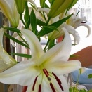 カサブランカ